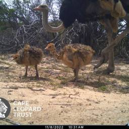 Ostrich